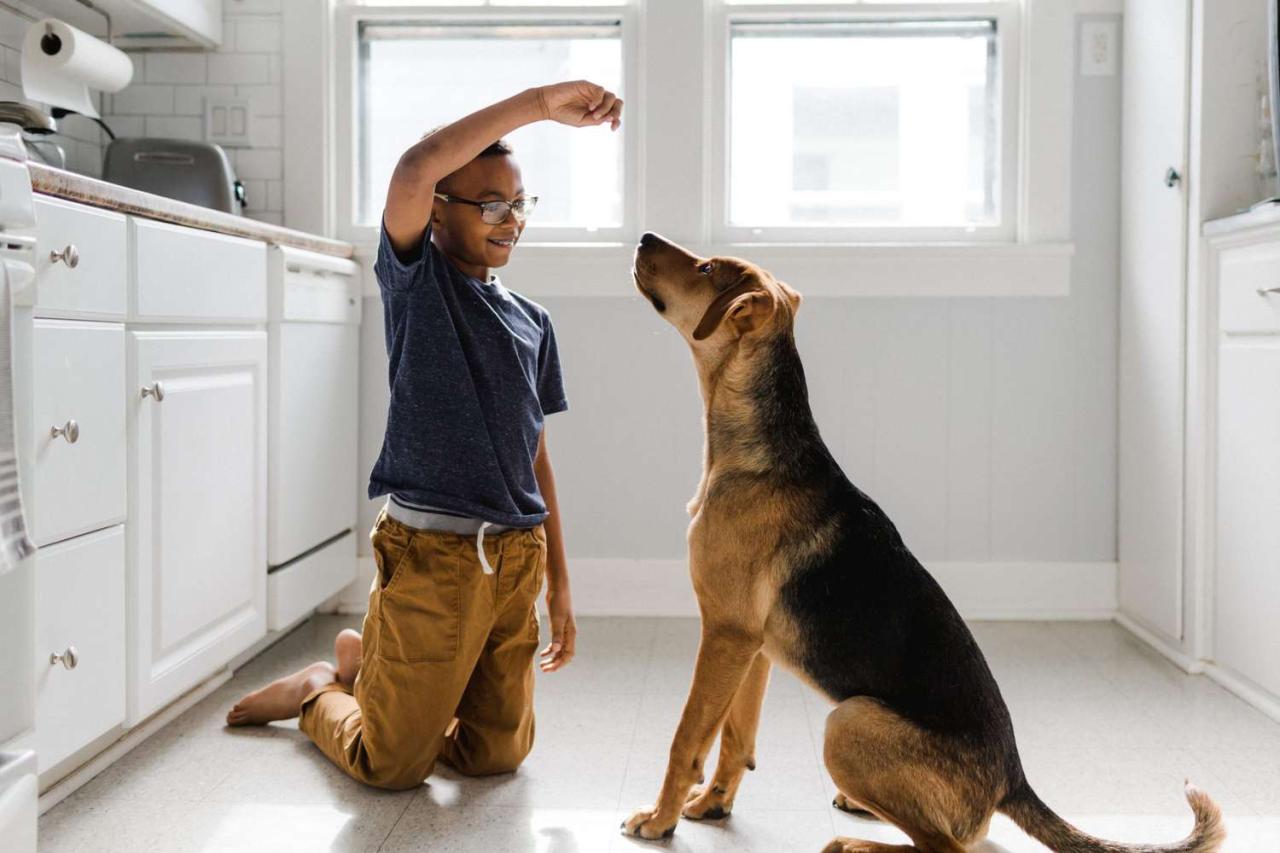 Basic Commands To Teach Your Dog