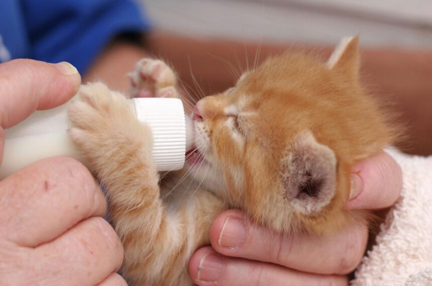 7 Tips for Newborn Kitten Care ׀ Hill's Pet