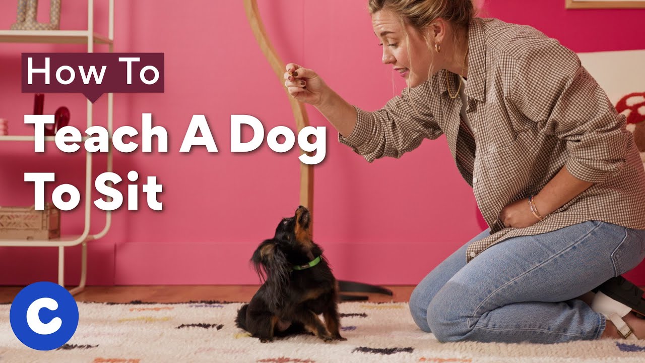 How to Teach a Dog to Sit: Step-by-Step | BeChewy