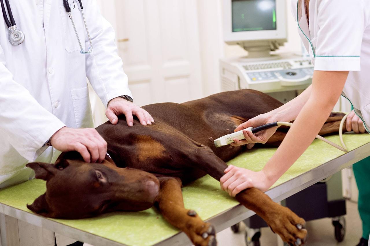 Miscarriage Due to Bacterial Infection (Brucellosis) in Dogs - Symptoms,  Causes, Diagnosis, Treatment, Recovery, Management, Cost