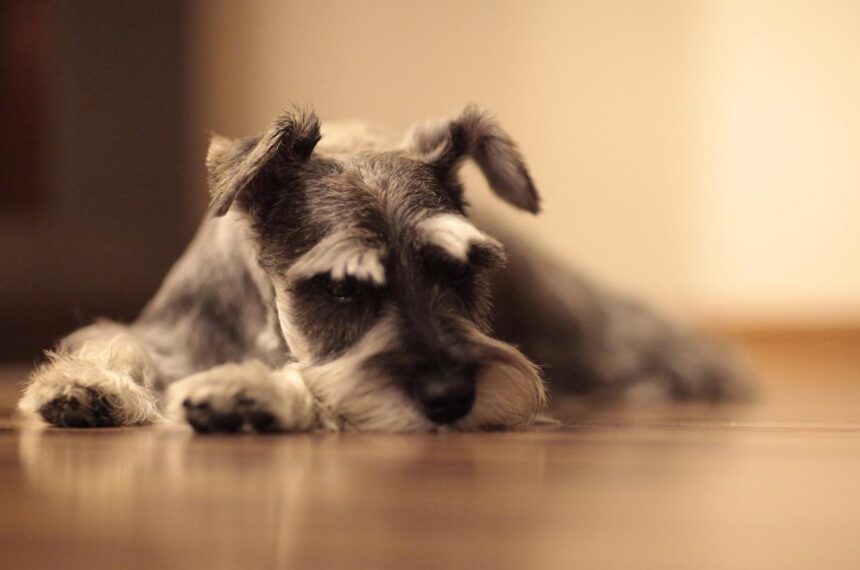 Hemorrhagic Gastroenteritis (HGE) in Dogs | the meowing vet