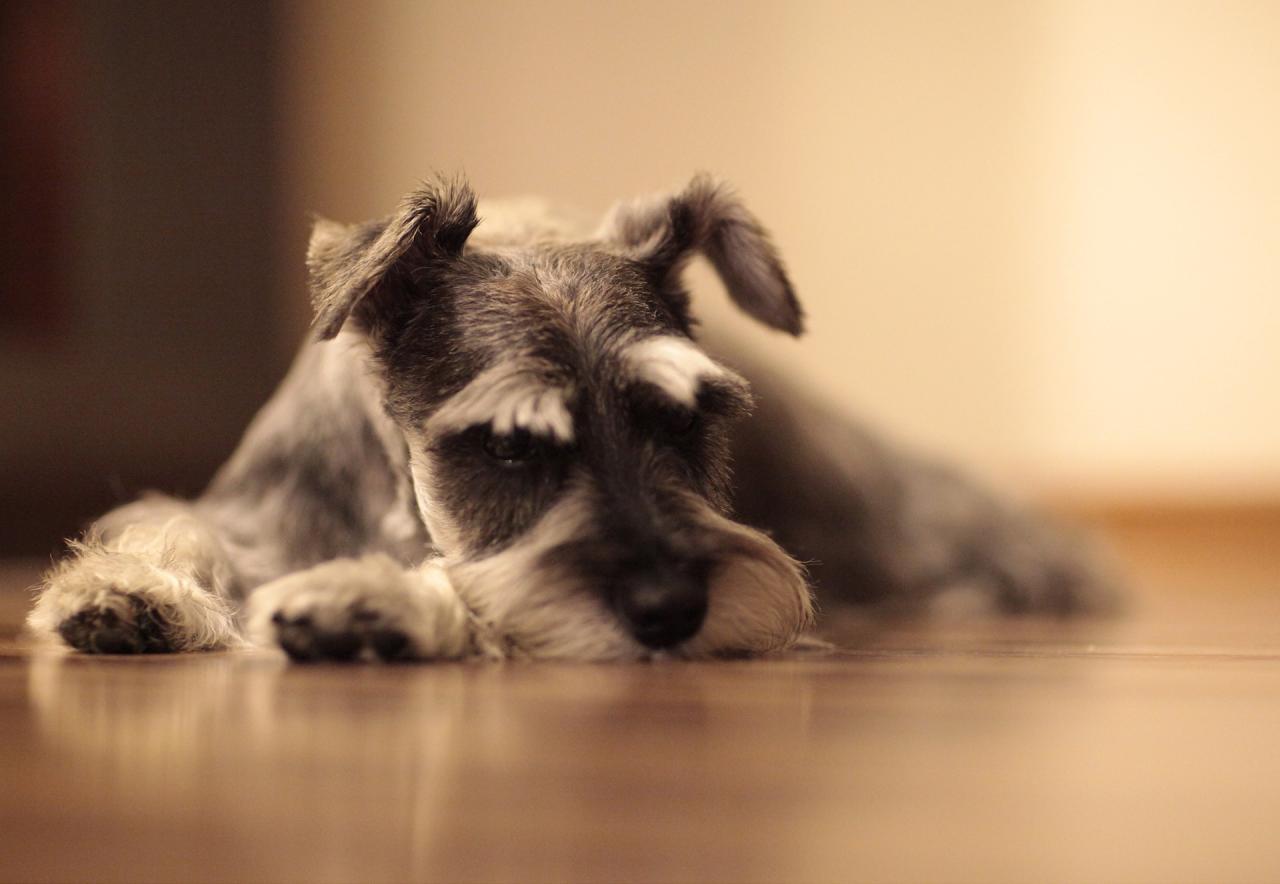 Hemorrhagic Gastroenteritis (HGE) in Dogs | the meowing vet