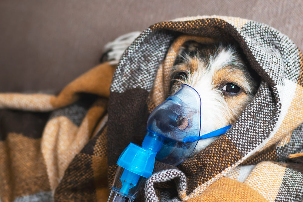 My Dog is Coughing And Wheezing: What Should I Do? | Dutch