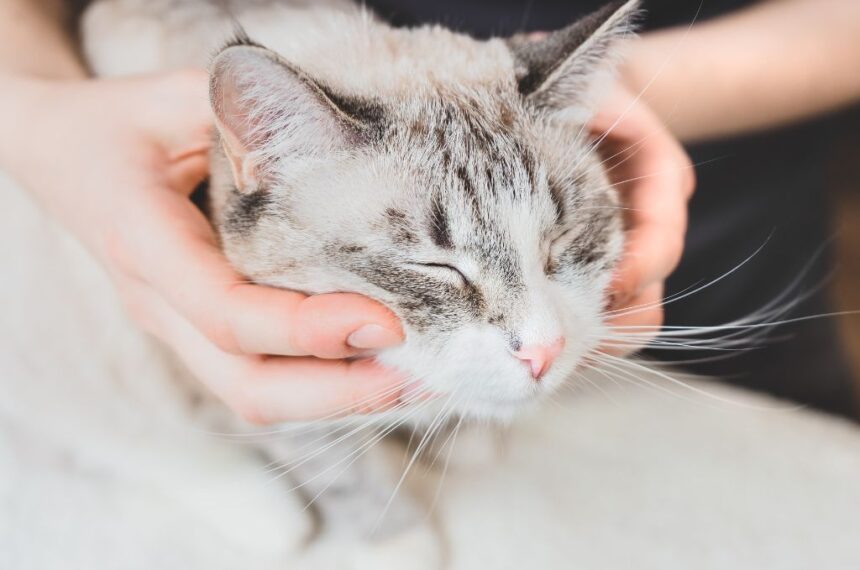 Acupuncture For Cats: The Complete Guide - The Fluffy Kitty