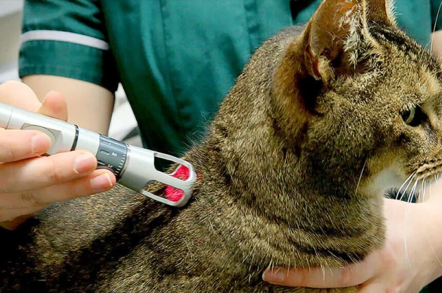 Therapeutic Laser with K-Laser | The Cat's Meow Veterinary Hospital