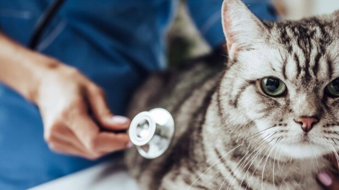 Cancer in Cats – Symptoms & Treatment | Purina