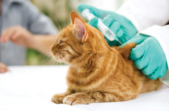 Cat Vaccinations | Cat Health | Cats | Guide | Omlet UK