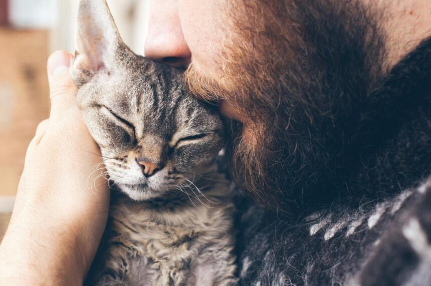 Here's How To Improve Your Cat's Well-being - PetlifeSA