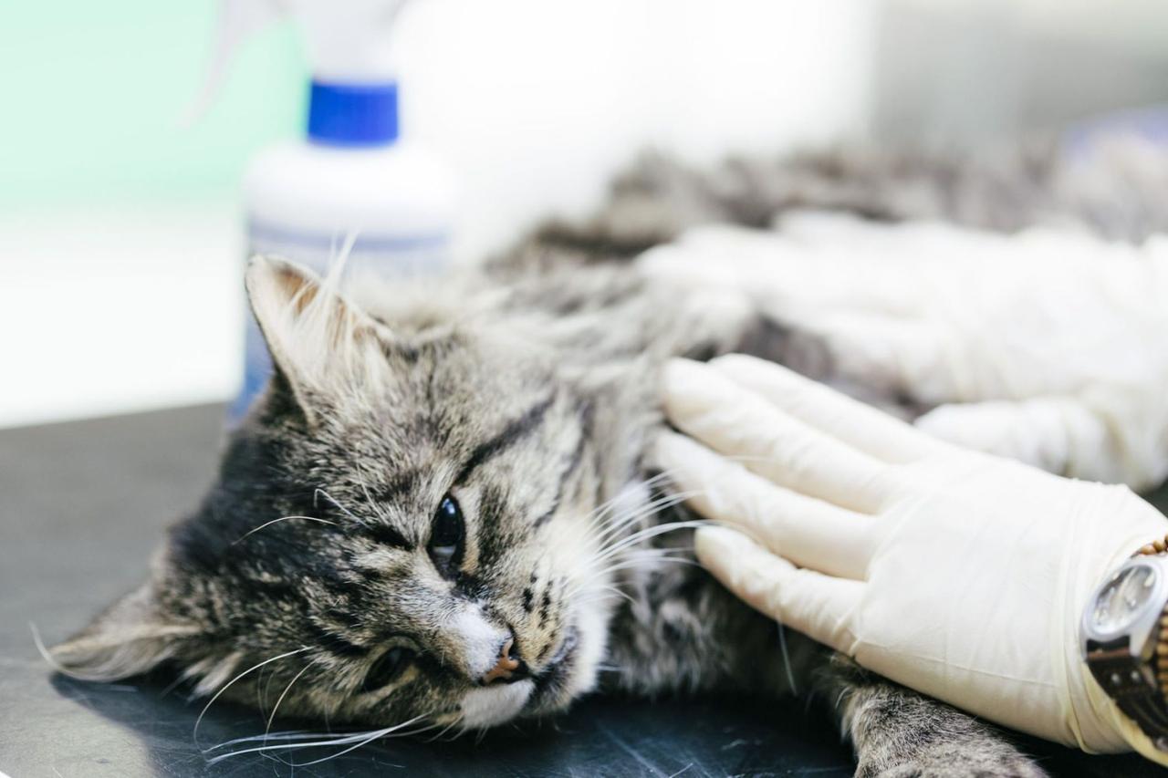 Cat Anesthesia and Sedation: Uses, Safety, Side Effects, and Recovery
