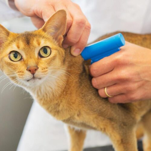 The Ins & Outs of Microchipping Your Cat: What You Need to Know