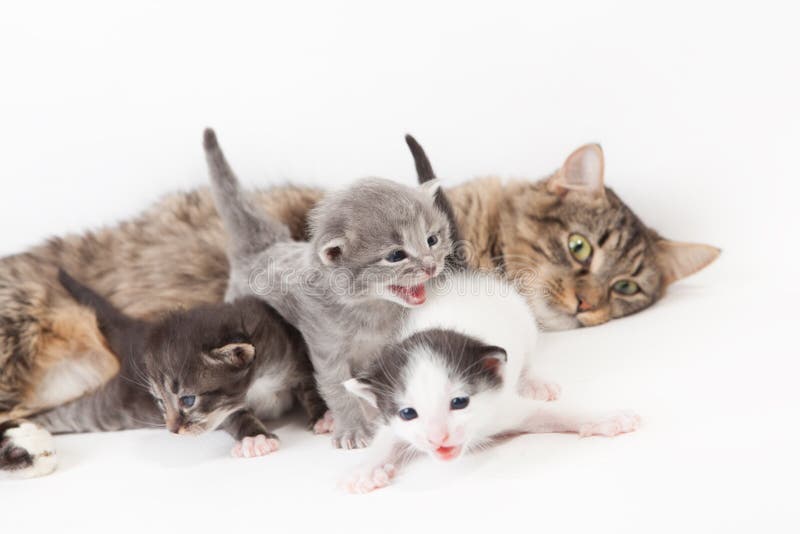 Cat and kittens stock photo. Image of mother, white, cute - 34901074