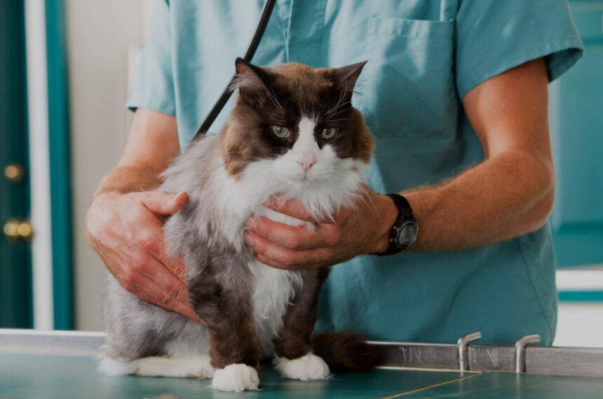 How To Prepare Your Cat for Surgery