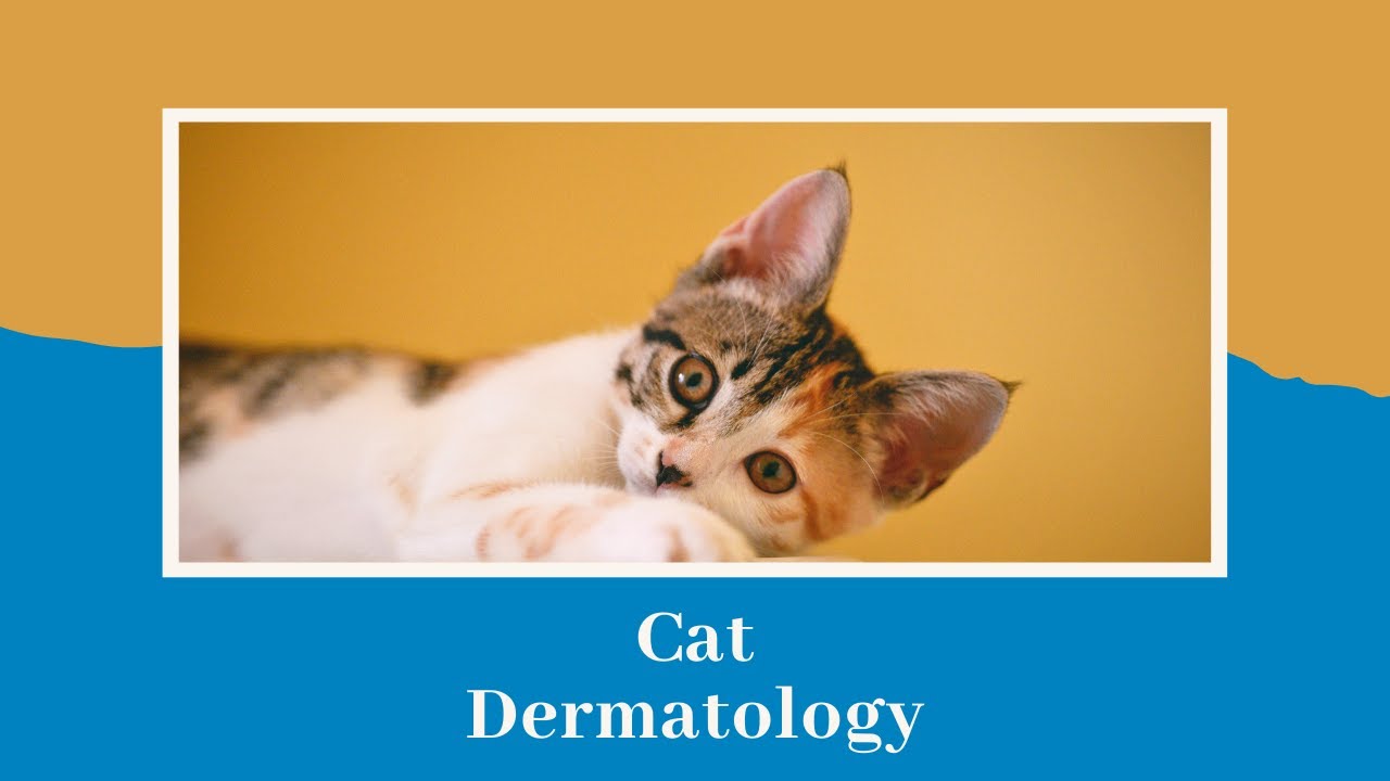 Everything you need to know about cat dermatology - YouTube