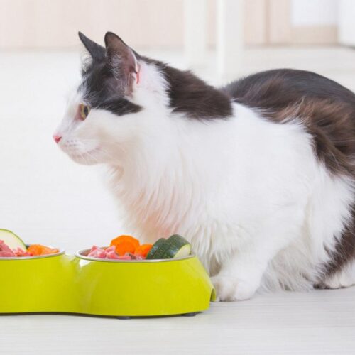 Homemade Cat Food: Pros & Cons Of Making Your Cat Food | Dutch