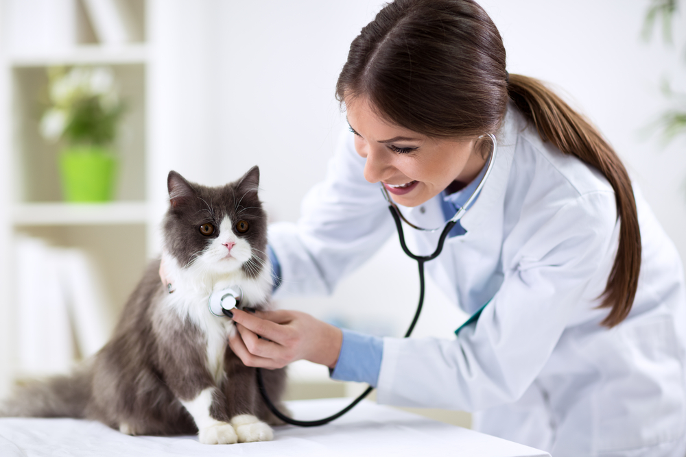How to Keep Your Pet's Heart Healthy - Care Center Veterinarians |  Emergency & Speciality Pet Care