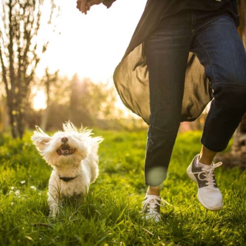 Enhancing Pet Quality of Life: How Pet Parents are Making a Difference