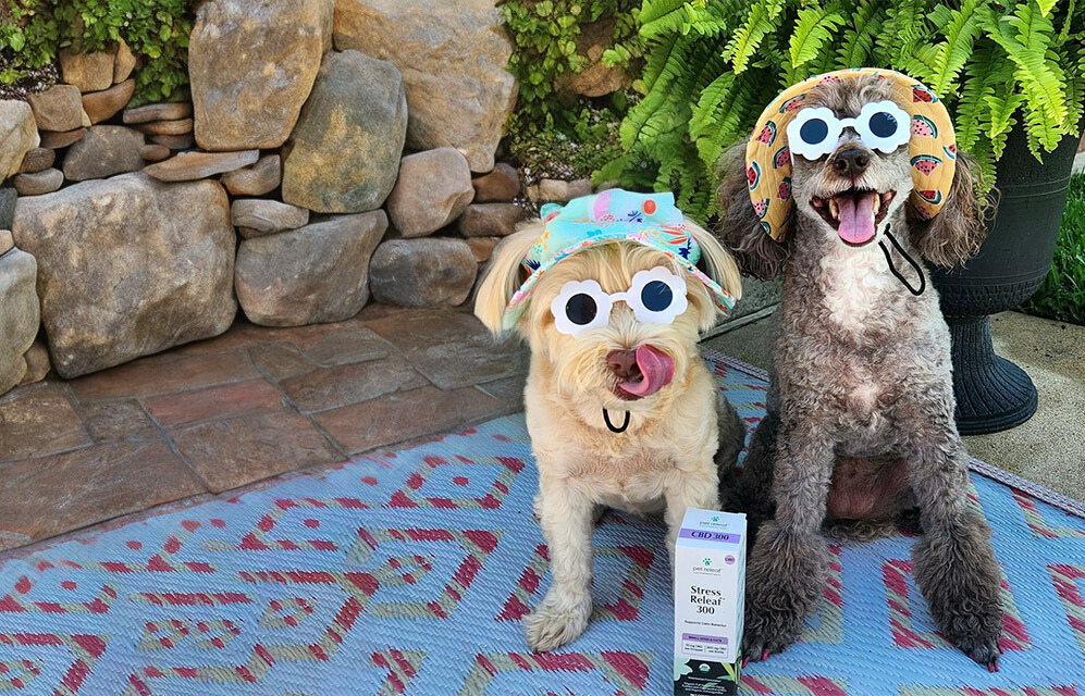 How to Have a Stress-Free Summer Vacation with Your Pet | TripsWithPets.com