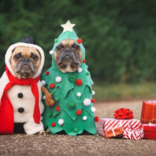 Make Your the Star of the Show: Holiday Pet Photo Ideas